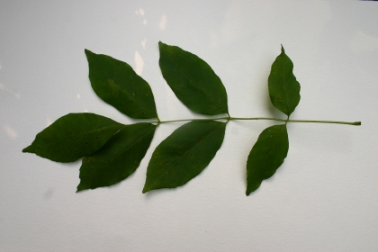 White ash leaf
