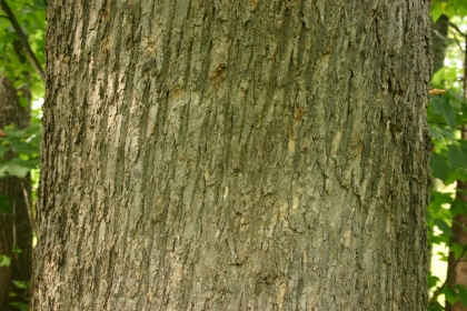 White ash trunk