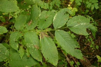 black ash leaf