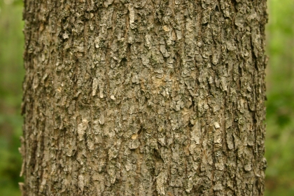 black ash bark