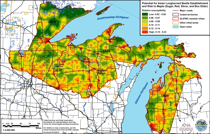 Susceptibility map for maple
