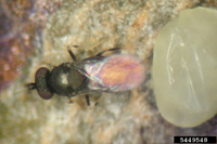 parasitoid wasp with EAB egg