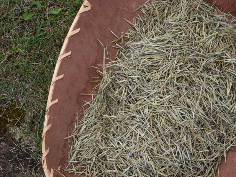 wild rice in birch basket 