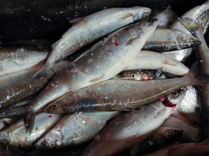 Visual: Bennet Goldstein