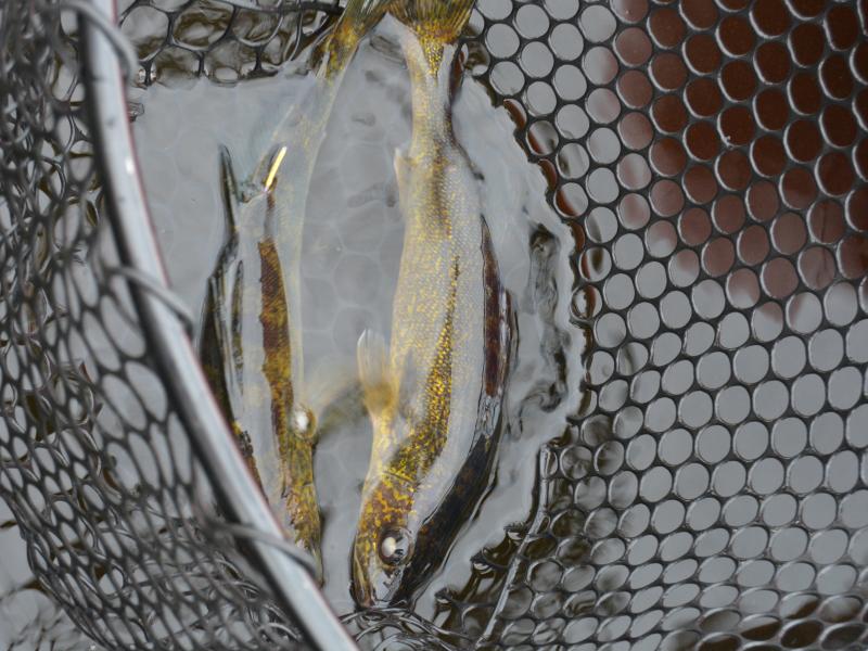 walleye in a net