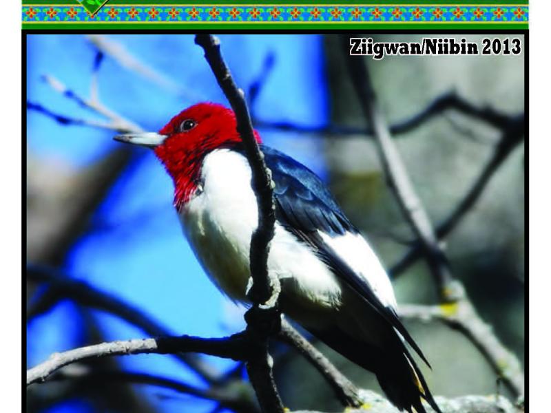 2013 Ziigwan/Niibin (Spring/Summer) Mazina'igan Cover