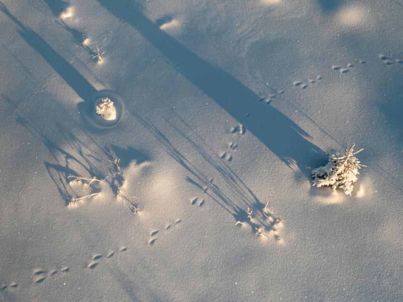 tracks in the snow