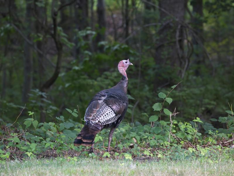 turkey tree line