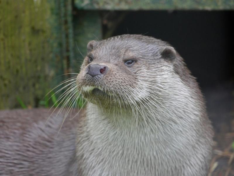 otter