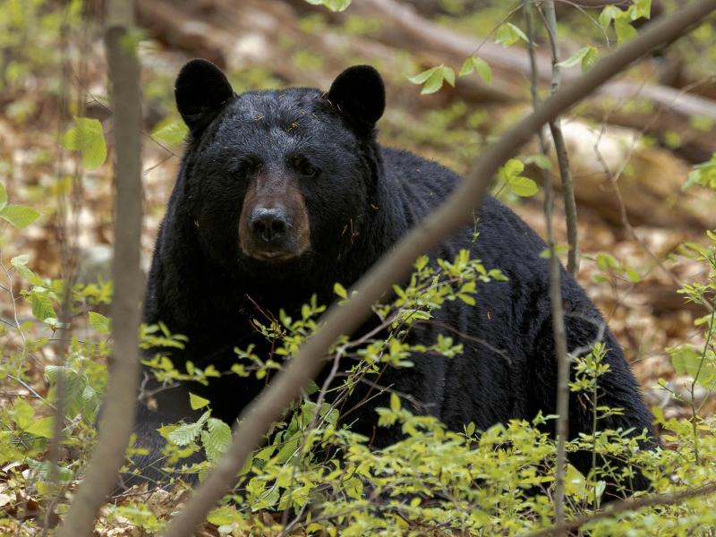 black bear in woods