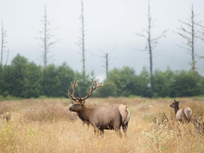 elk