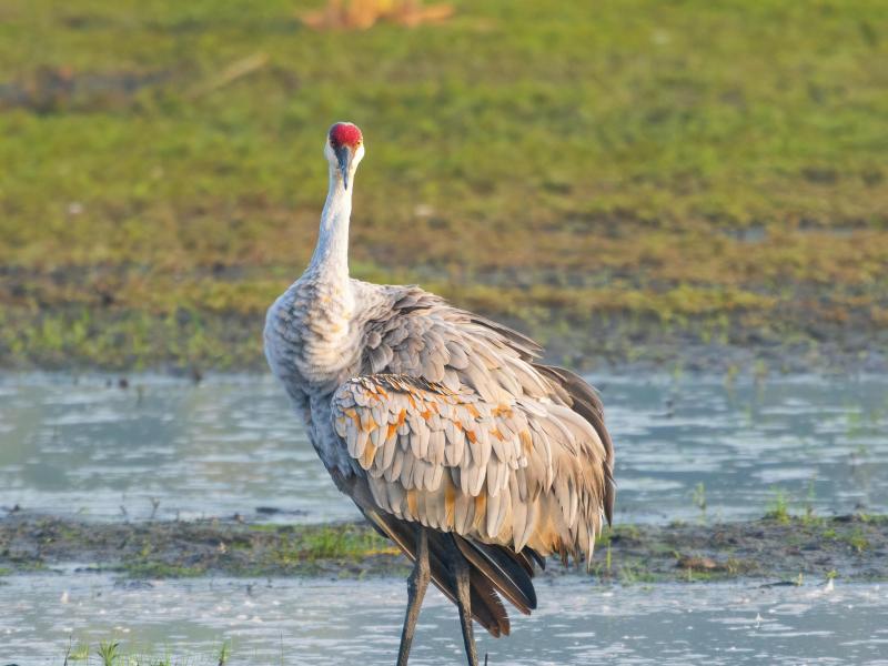 sandhill crane