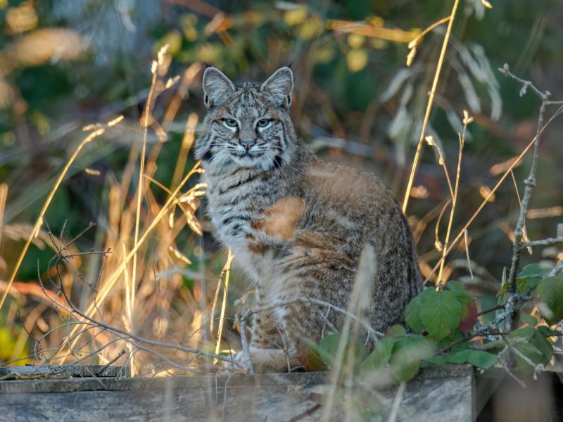 bobcat