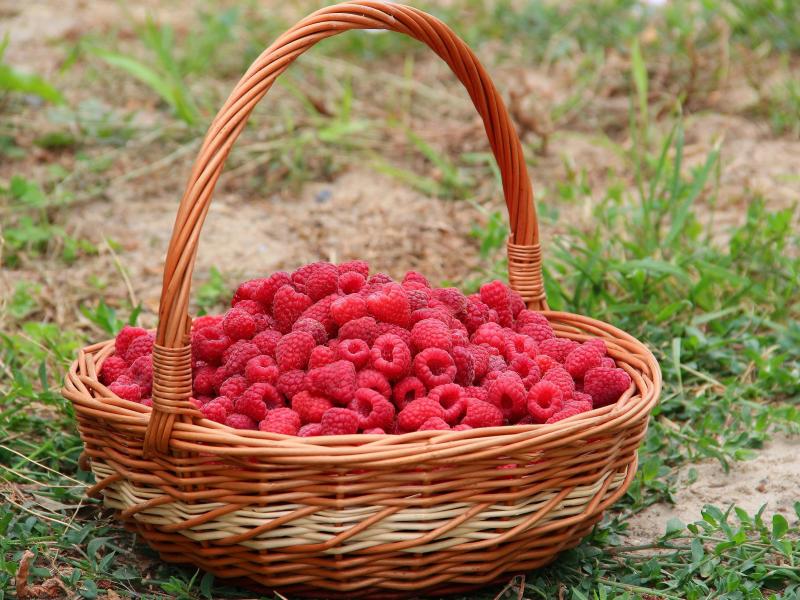 raspberries in basket