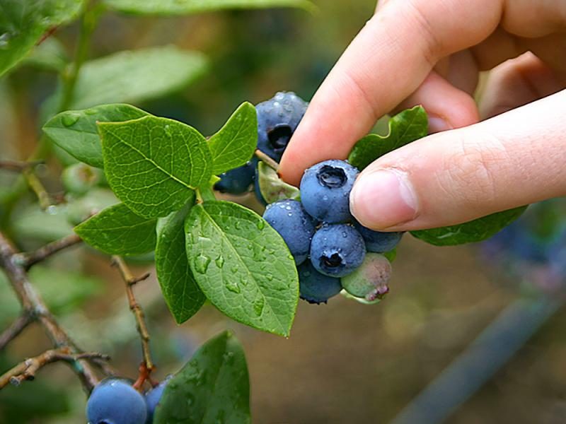 blueberries