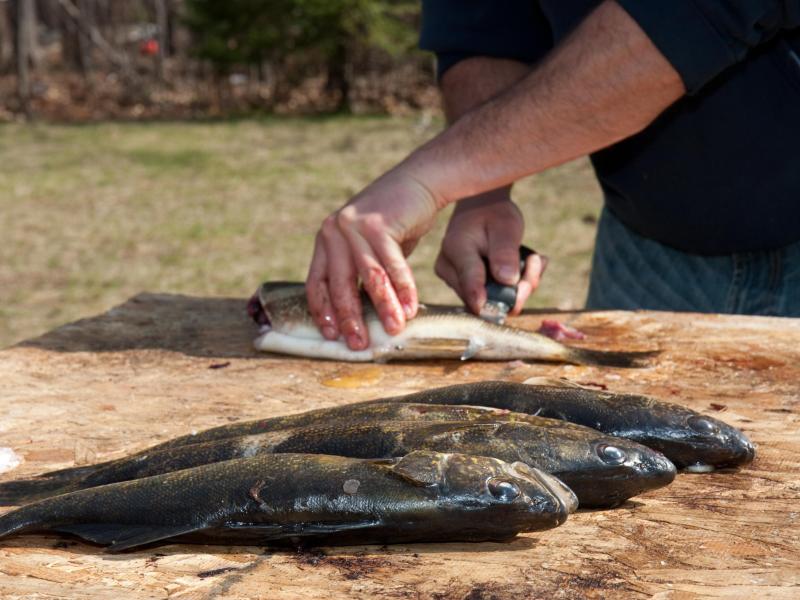 cleaning walleye