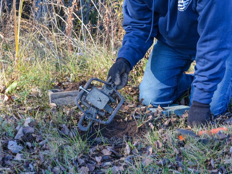 setting up traps