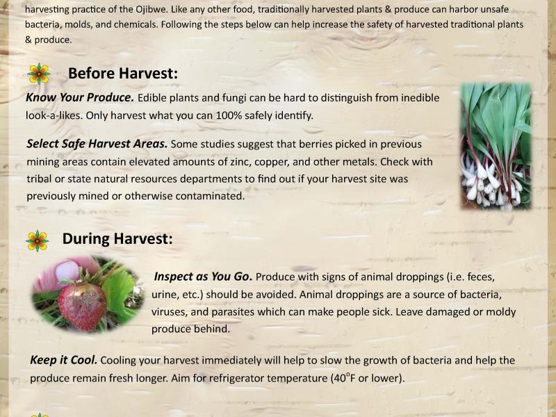 Traditionally Harvested Plants poster