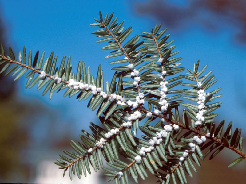 invasive hemlock