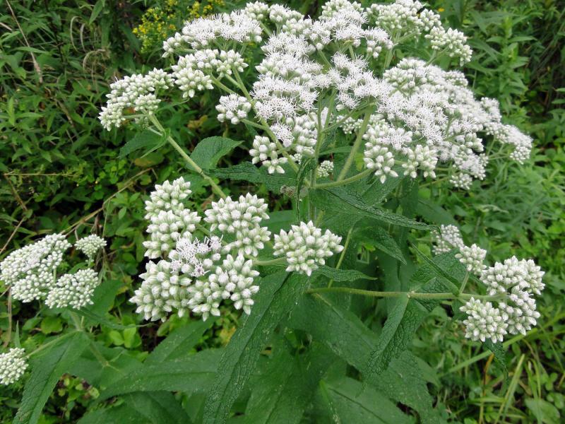 boneset