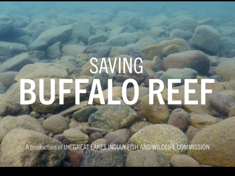 Buffalo Reef news