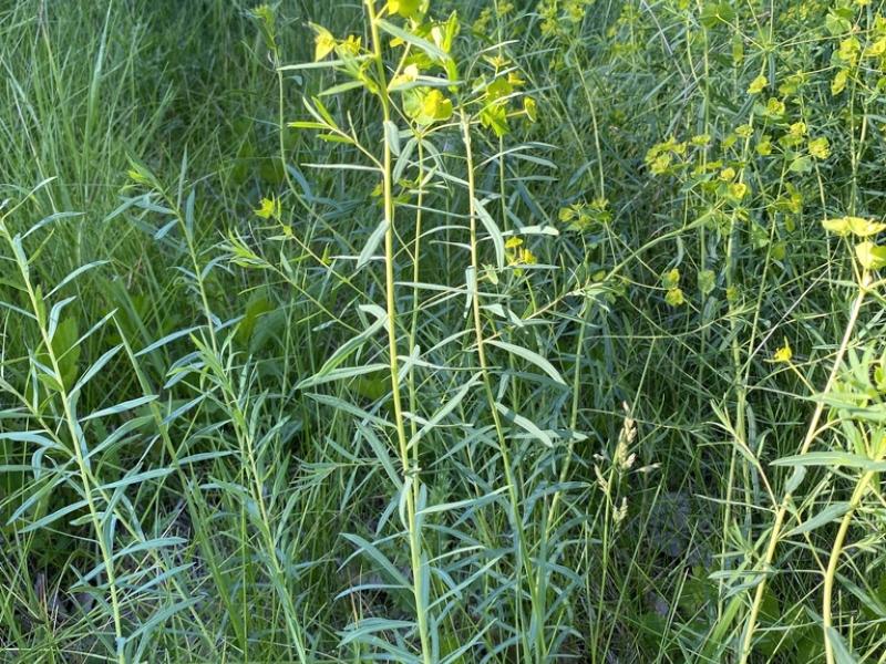 Leafy Spurge