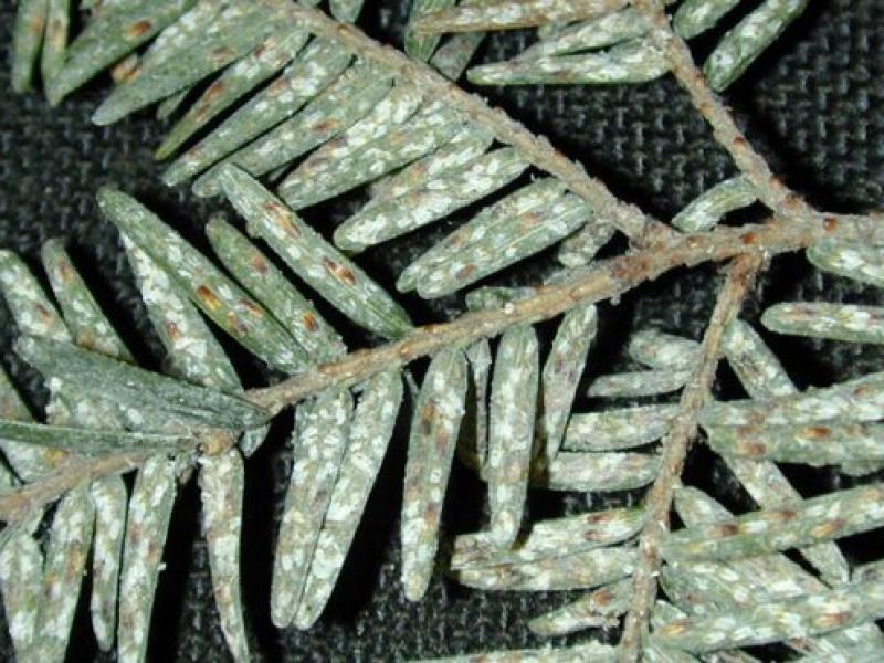 Hemlock woolly adelgid females feed at the bases of the needles, and cover their eggs in white waxy material that looks like tiny cotton balls. (S. Katovich photo, Bugwood.org)