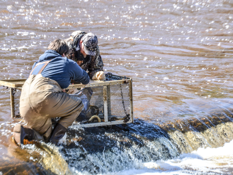Sea lamprey crew 2025