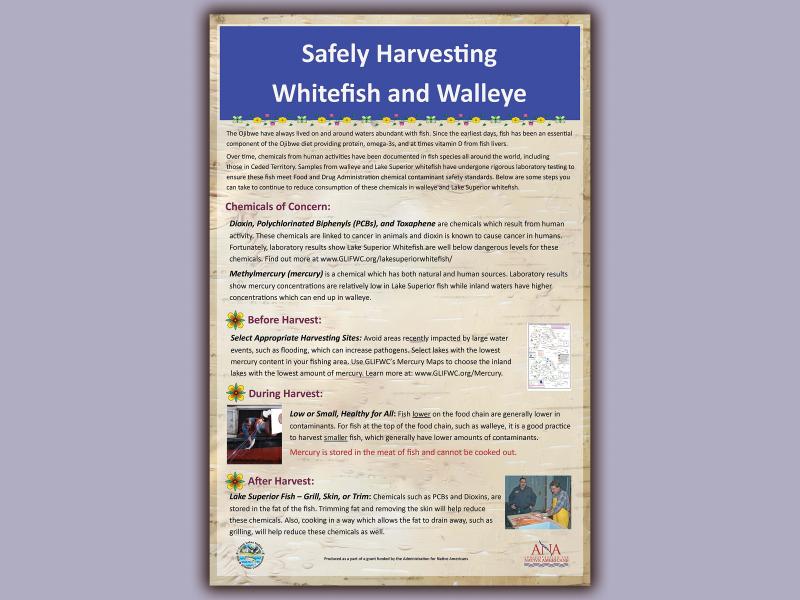 Safe Fish poster image
