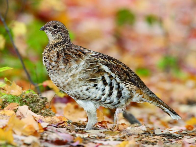 ruffed grouse