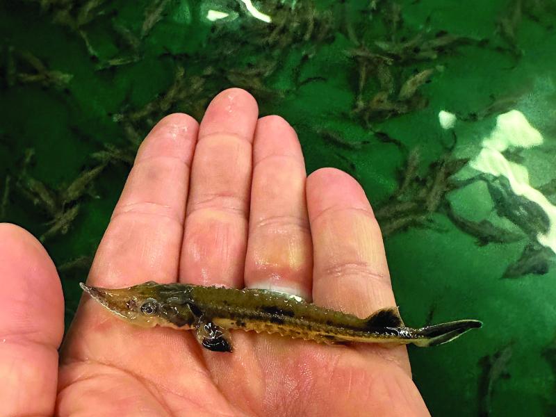 juvenile sturgeon