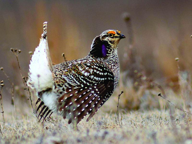 sharp-tailed grouse