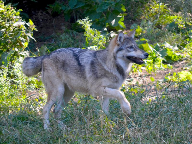 young wolf_charlie rasmussen