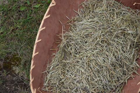 wild rice in birch basket 