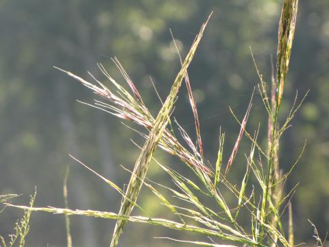 wild rice close up