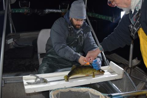 inland staff measuring walleye