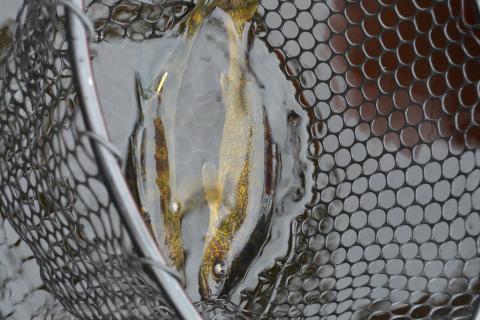 walleye in a net