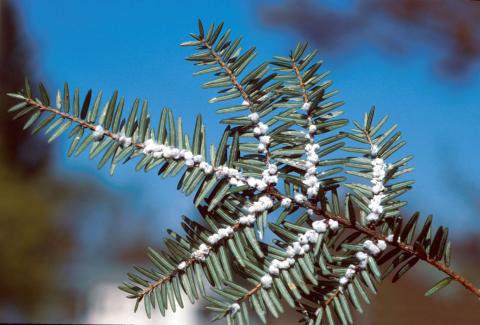 invasive hemlock