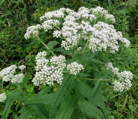 boneset