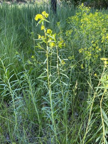 Leafy Spurge