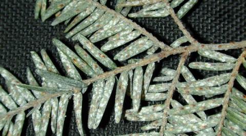 Hemlock woolly adelgid females feed at the bases of the needles, and cover their eggs in white waxy material that looks like tiny cotton balls. (S. Katovich photo, Bugwood.org)