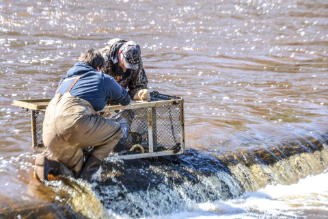 Sea lamprey crew 2025