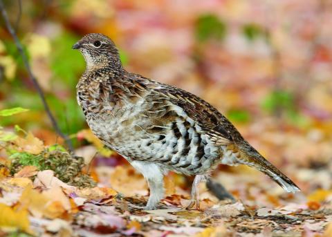ruffed grouse
