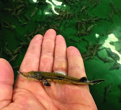 juvenile sturgeon