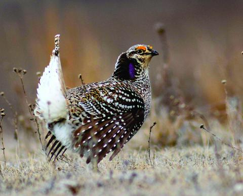 sharp-tailed grouse