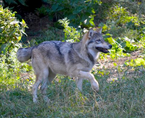 young wolf_charlie rasmussen