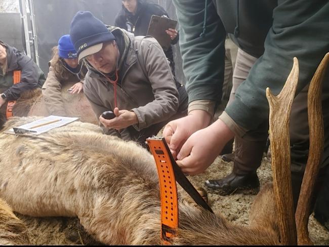 adam with elk