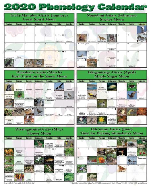2020 Phenology Calendar Cover
