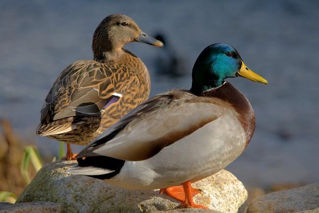 mallards