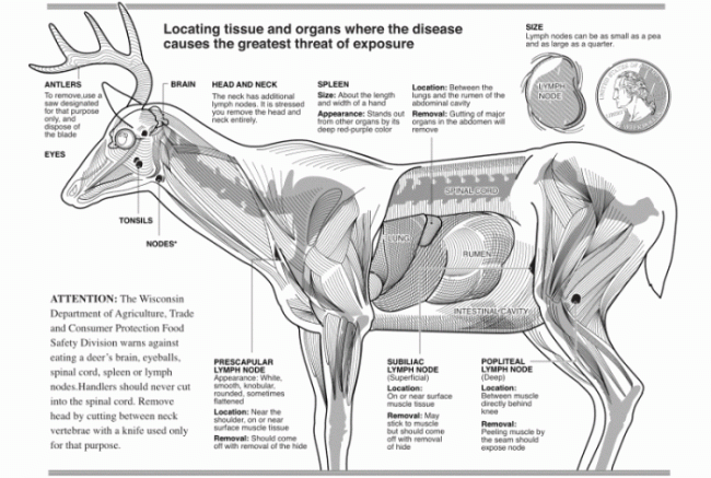deer organs